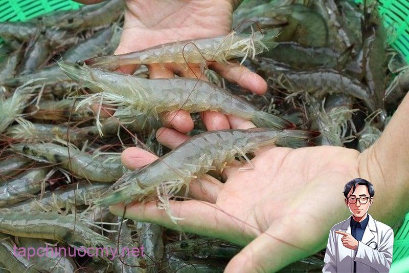 Đi chợ thấy loại tôm này, rẻ đến mấy cũng đừng bỏ tiền mua kẻo thêm bệnh vào người