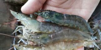 Đi chợ thấy loại tôm này, rẻ đến mấy cũng đừng bỏ tiền mua kẻo thêm bệnh vào người