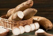 91% sắn Việt Nam xuất sang Trung Quốc: Loại củ ‘vàng’ mang lại lợi ích bất ngờ