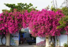 2 tuổi này trồng hoa giấy là “đắc tài, đắc lộc”: Hoa tốt tươi tài khí theo vào nhà