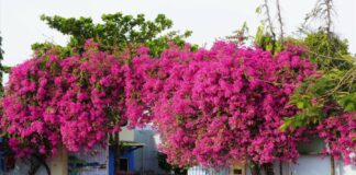 2 tuổi này trồng hoa giấy là “đắc tài, đắc lộc”: Hoa tốt tươi tài khí theo vào nhà