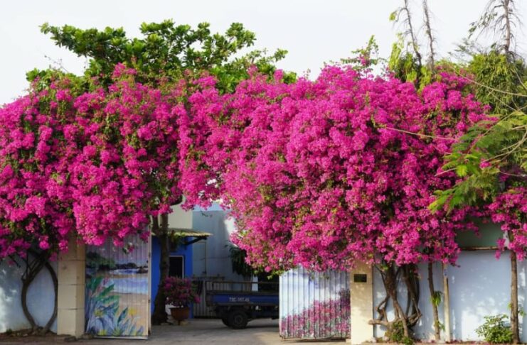 2 tuổi này trồng hoa giấy là “đắc tài, đắc lộc”: Hoa tốt tươi tài khí theo vào nhà