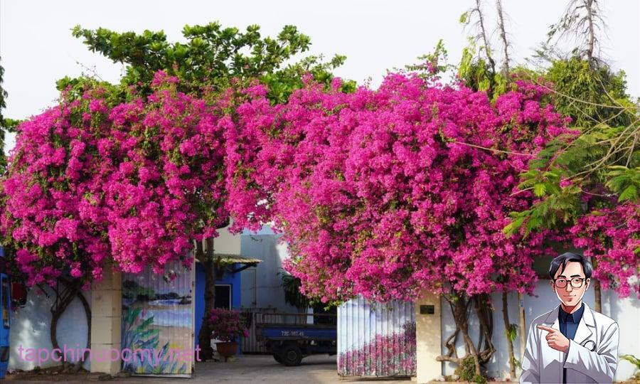 hoa-giay-y-nghia-cach-trong-va-cham-soc-dung-ky-thuat-1