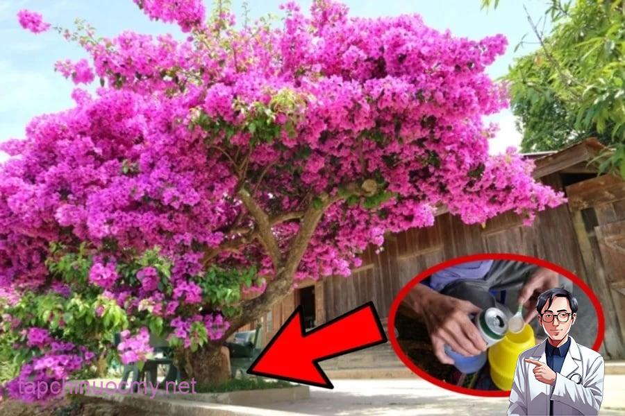 Bây giờ là lúc tưới hoa giấy, dùng nước này hoa giấy bung nở rực rỡ đúng dịp Tết Ất Tỵ