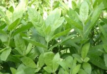 May mắn gặp loài cây này thì đừng vội chặt đi, hàng nghìn người sống lại với 7 bài thuốc từ lá của nó