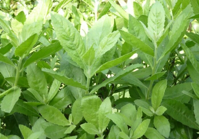 May mắn gặp loài cây này thì đừng vội chặt đi, hàng nghìn người sống lại với 7 bài thuốc từ lá của nó