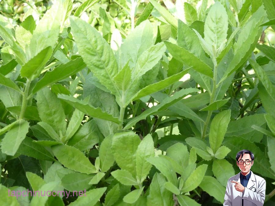 images2570187_11cay_cuc_tan