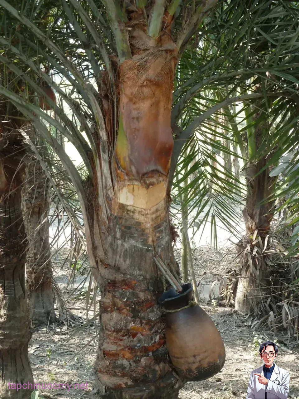 Món nước dễ chứa nguồn lây virus Nipah: Chuyên gia cảnh báo ngon, thèm mấy cũng phải tránh- Ảnh 4.