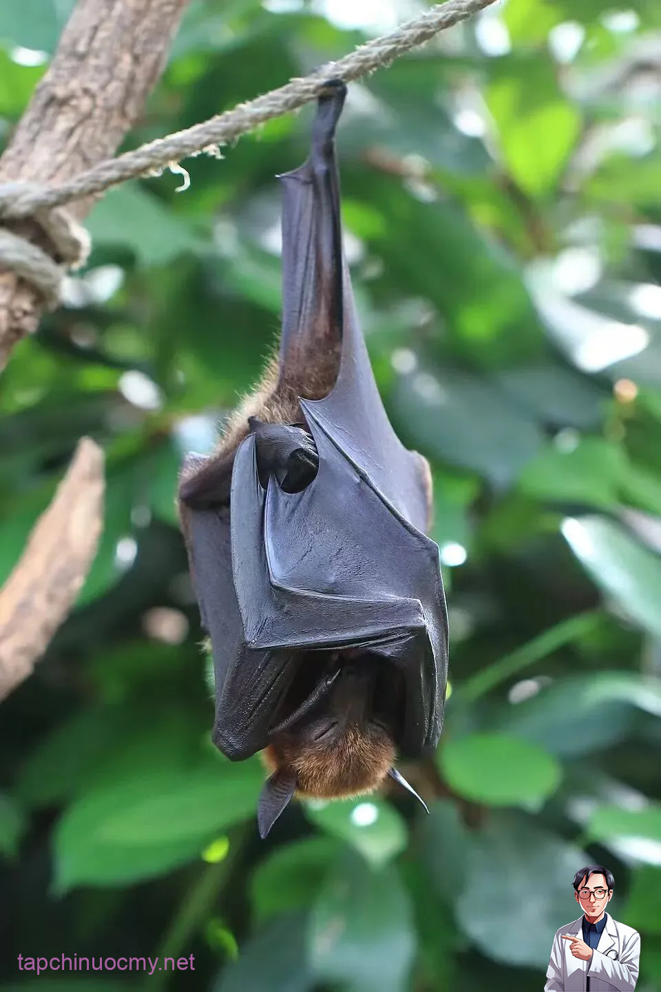 Món nước dễ chứa nguồn lây virus Nipah: Chuyên gia cảnh báo ngon, thèm mấy cũng phải tránh- Ảnh 1.