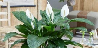 4 loại hoa tuy_ệt đối đừng mang đi biếu tặng: Nhà có thì giữ lại, đem cho dễ “hao lộc, tán may”