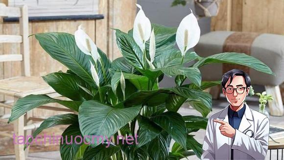 Hoa lan ý có hình dáng giống một con thuyền với cánh buồm trắng vươn lên, tượng trưng cho sự hanh thông, thuận lợi và bình an.