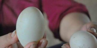 Chọn trứng vịt lộn, chỉ cần nhìn 1 điểm là biết quả già hay non, không sợ mua nhầm
