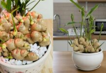 Người thuộc 2 mệnh này trồng gừng phong thủy, Tết Bính Ngọ 2026 hưởng trọn Lộc Trời