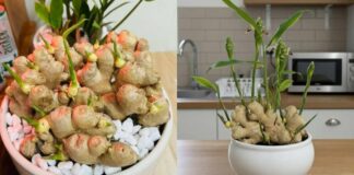Người thuộc 2 mệnh này trồng gừng phong thủy, Tết Bính Ngọ 2026 hưởng trọn Lộc Trời