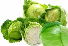 Rau bắp cải vị thuốc quý mà nhiều người không biết