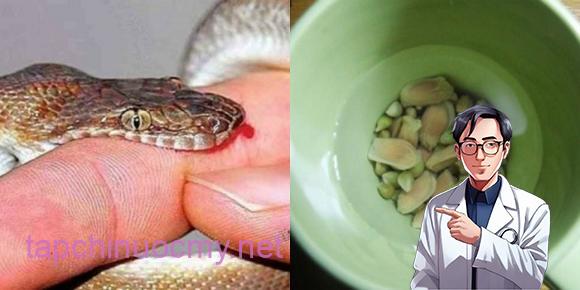 Hạt chanh, Rắn cắn, Thuốc chữa khi bị rắn cắn