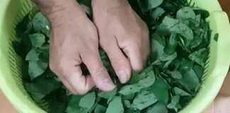 Tại sao bạn nên vò rau ngót trước khi nấu?