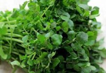 7 loại rau ít calo, hỗ trợ giảm cân dễ dàng