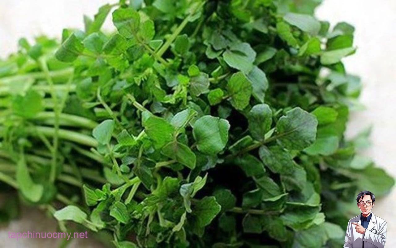 Rau cải xoong (xà lách xoong) rất ít calo