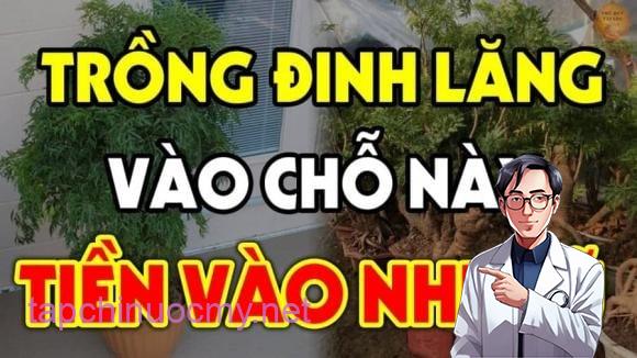Vị trí lý tưởng nhất là trồng cây lệch về bên trái hoặc bên phải cửa chính (tính từ trong nhà nhìn ra). 