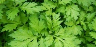 Loại rau đang “lên như mạ”: Phụ nữ ăn đúng cách tốt chẳng kém thảo dược trường sinh, giá rẻ bất ngờ