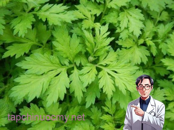 Trong y học phương Đông, ngải cứu từ lâu được ví như “thảo dược trường sinh của phụ nữ”. Không chỉ là loại rau dân dã, dễ tìm, ngải cứu còn được đánh giá cao nhờ giá trị dược liệu và hàm lượng dinh dưỡng phong phú. 