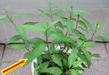 Dù nhà chật hẹp cỡ nào, bạn nhất định phải trồng rau răm ở trong nhà