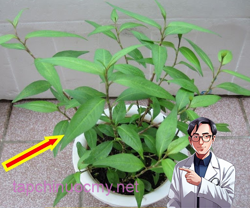 Dù nhà chật hẹp cỡ nào, bạn nhất định phải trồng rau răm ở trong nhà