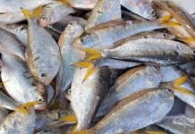 Đi chợ gặp loại cá này nên mua ngay: Canxi cao gấp 3 lần sữa, rẻ hơn thịt, bán đầy chợ Việt