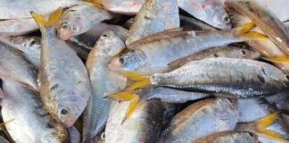 Đi chợ gặp loại cá này nên mua ngay: Canxi cao gấp 3 lần sữa, rẻ hơn thịt, bán đầy chợ Việt