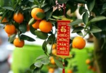 Những loại cây nên chưng trong nhà dịp Tết: Hút tài lộc, gọi may mắn suốt cả năm