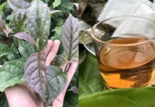 6 lợi ích của việc uống nước lá xạ đen