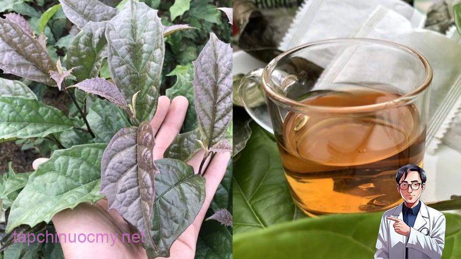 Nước lá xạ đen có nhiều tác dụng đối với sức khỏe như ổn định huyết áp, tăng tuần hoàn, hỗ trợ chức năng gan...