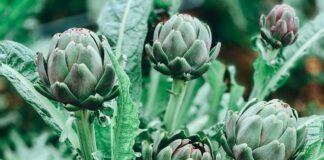 5 loại rau lọc thận khoẻ gan, chợ Việt bán nhiều