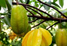 2 vị trí trồng khế hút tài lộc vào nhà: Ai không biết quá đáng tiếc