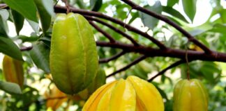 2 vị trí trồng khế hút tài lộc vào nhà: Ai không biết quá đáng tiếc