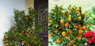 Cây quất chơi Tết xong đừng vội vứt đi, làm theo cách này năm sau quả sai lúc lỉu, không tốn tiền mua