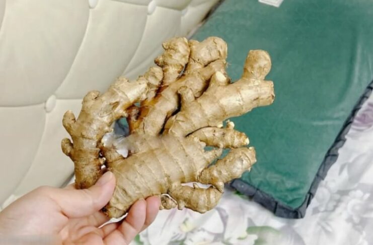5 lợi ích khi đặt một củ gừng cạnh gối khi ngủ