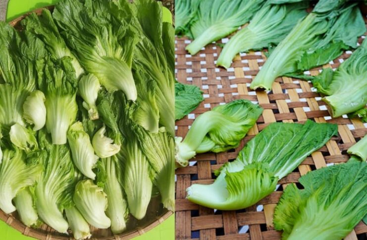 Mẹo muối dưa cải ăn Tết, 2 ngày ăn được, dưa vàng giòn, để lâu không nổi váng