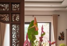 Tết này nhà nào cũng “mê mệt” loài hoa chơi từ nụ đến quả, lên hình với áo dài đẹp khó cưỡng