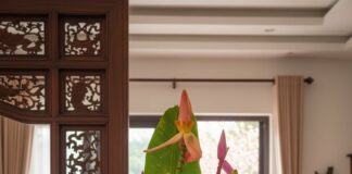 Tết này nhà nào cũng “mê mệt” loài hoa chơi từ nụ đến quả, lên hình với áo dài đẹp khó cưỡng