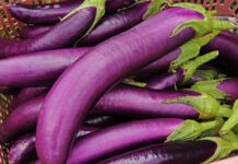 Cà tím ngon bổ rẻ nhưng sẽ hóa “độc” nếu không lưu ý 8 điều quan trọng khi sử dụng