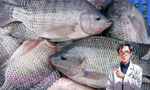 Cá rô phi chứa ít purin hơn nhiều loại cá biển, giúp kiểm soát axit uric hiệu quả.