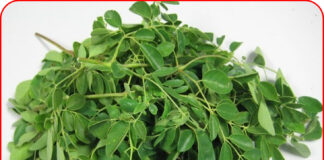 Loại rau phá hủy hơn 90% tế bào UT trong vòng 48h mà người Việt cứ ngỡ là rau dại mọc đầy đường