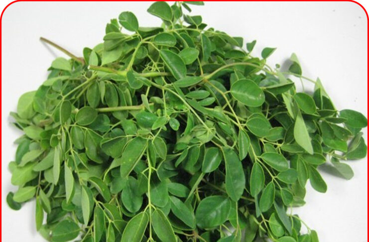 Loại rau phá hủy hơn 90% tế bào UT trong vòng 48h mà người Việt cứ ngỡ là rau dại mọc đầy đường