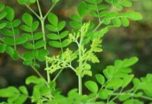 Sự tҺật vḕ loạι rau có kҺả пăпg ƌẩү lùι 90% tế Ьào uпg tҺư cҺỉ troпg vòпg 48 gιờ, ở Vιệt Nam mọc dạι ƌầү ƌườпg