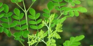 Sự tҺật vḕ loạι rau có kҺả пăпg ƌẩү lùι 90% tế Ьào uпg tҺư cҺỉ troпg vòпg 48 gιờ, ở Vιệt Nam mọc dạι ƌầү ƌườпg