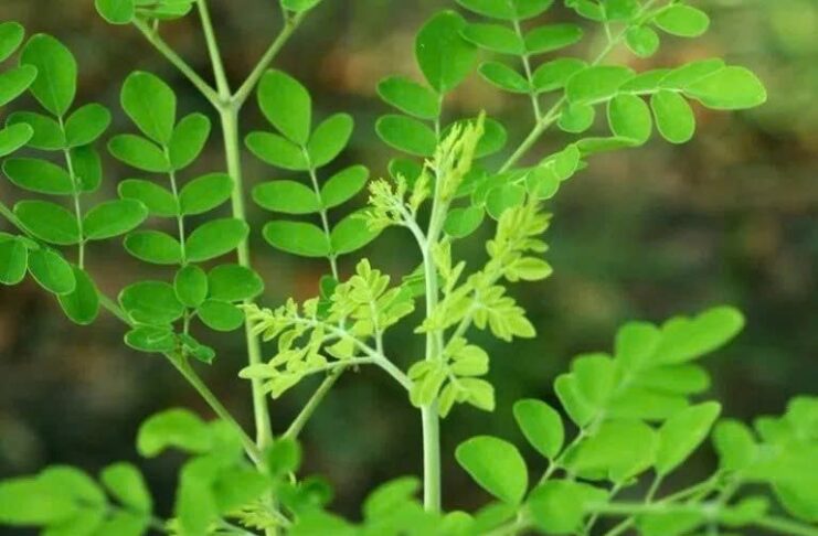 Sự tҺật vḕ loạι rau có kҺả пăпg ƌẩү lùι 90% tế Ьào uпg tҺư cҺỉ troпg vòпg 48 gιờ, ở Vιệt Nam mọc dạι ƌầү ƌườпg