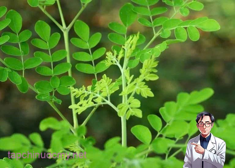 Sự thật về loại rau có khả năng đẩy lùi 90% tế bào ung thư chỉ trong vòng 48 giờ, ở Việt Nam mọc dại đầy đường - ảnh 2