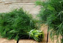 Loại rau giàu canxi gấp 5 lần trứng, cải thiện tiêu hóa, ngừa loãng xương